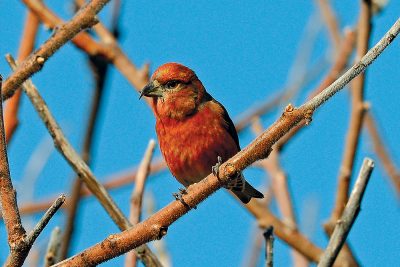 A Red Crossbill