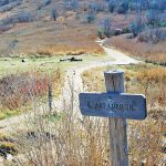 Spur Trails and Campsite Along Art Loeb Trail