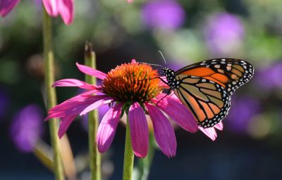 butterfly on echinacea