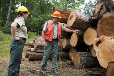 Timber Harvest in Pisgah National Forest