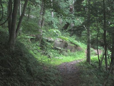 wooded trail