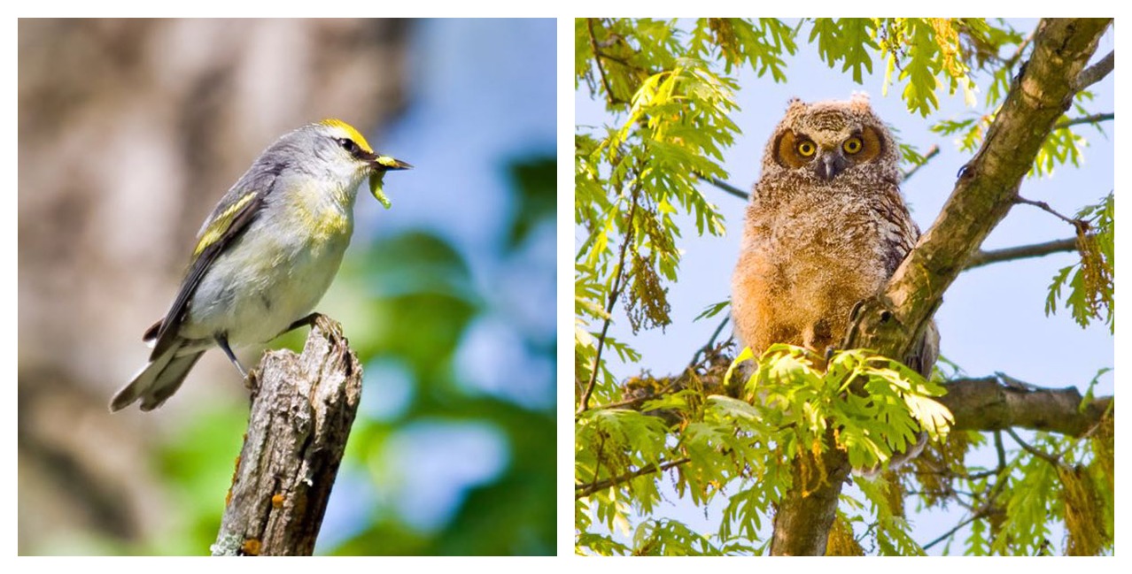 Brewster's warbler and great horned owl chick