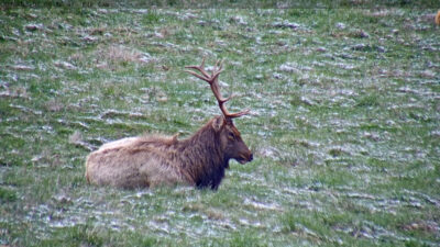 elk bull sitting on the ground
