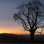 oak tree at sunrise