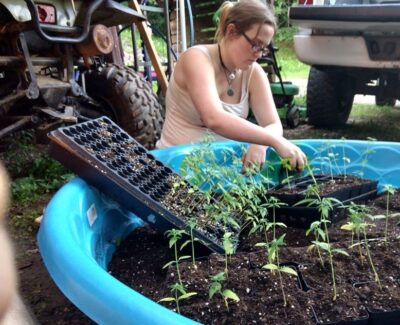 woman transplanting seedlings