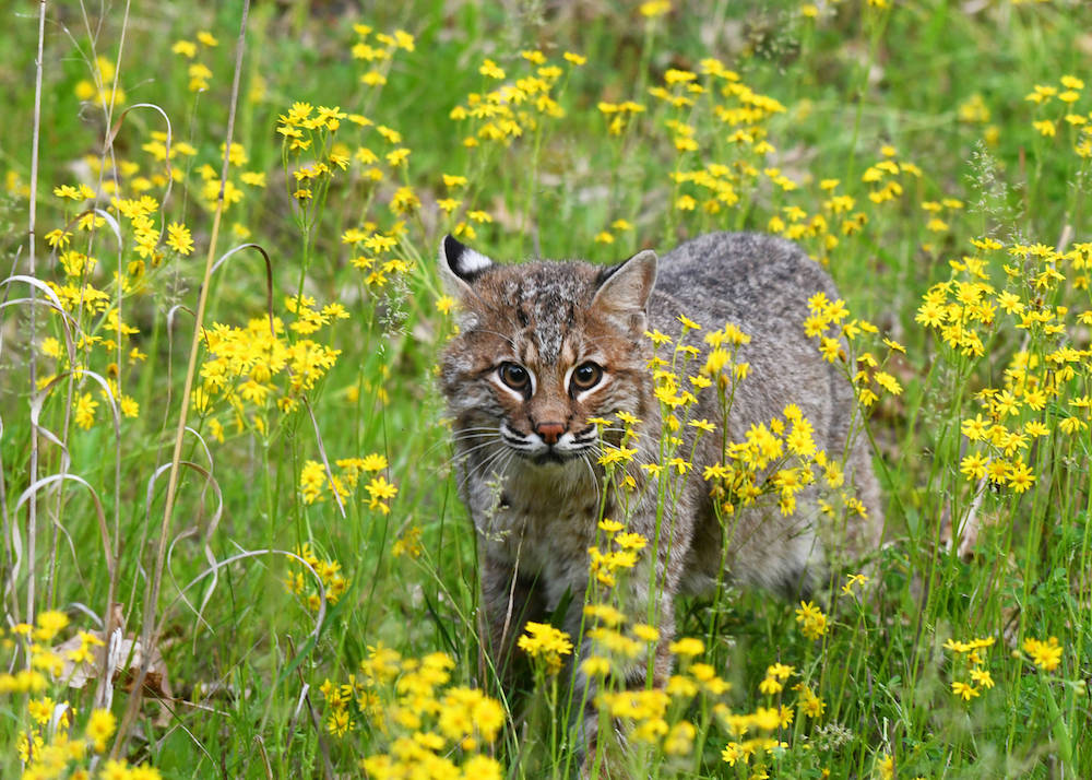 bobcat in a field of flowers