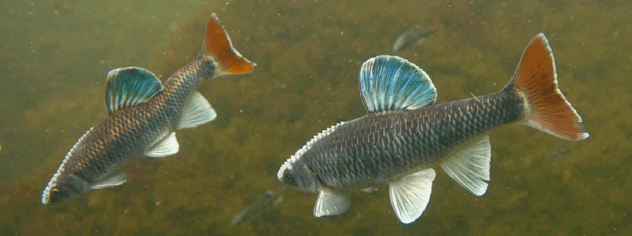 two small fish with blue and orange fins 