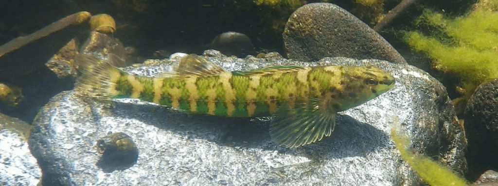 A long, narrow fish with a yellow body, bright green stripes and translucent green fins