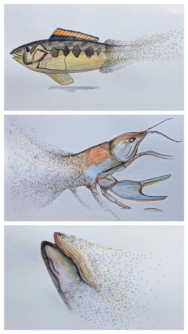 Paintings of Roanoke Logperch, Big Sandy Crayfish, Yellow Lance Mussel