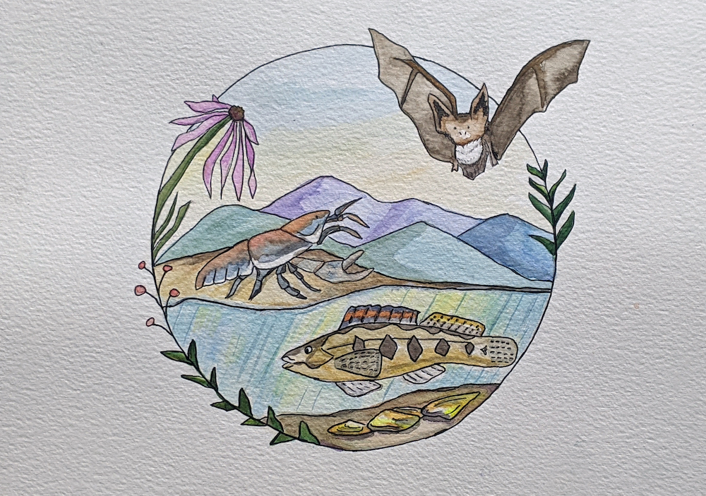 painting of smooth purple coneflower, northern long-eared bat, Big Sandy crayfish, Roanoke logperch, and yellow lance mussel