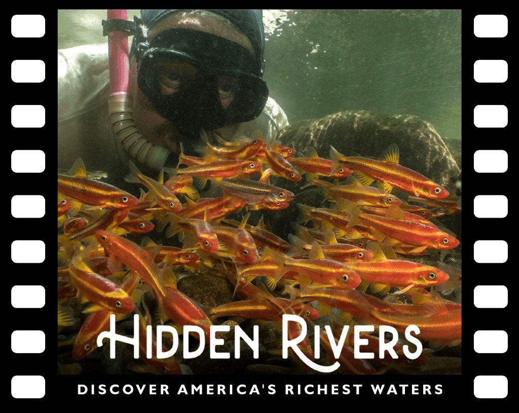 Casper Cox's face, in a snorkel mask, above a colorful mass of orange, red and yellow fish. 