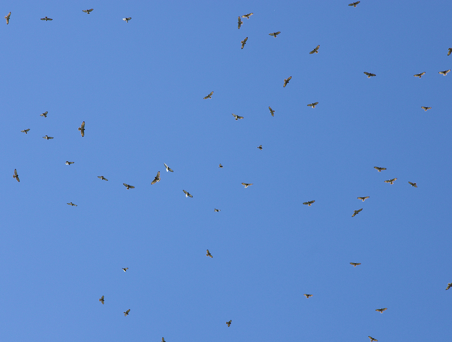 Dozens of birds circle above against a blue sky
