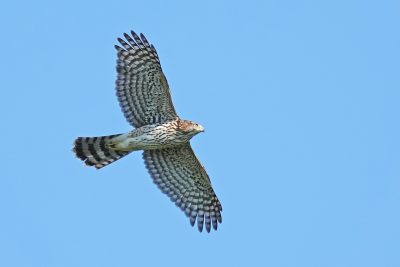 underside of a Cooper's hawk midair