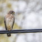 broad-winged hawk on power line