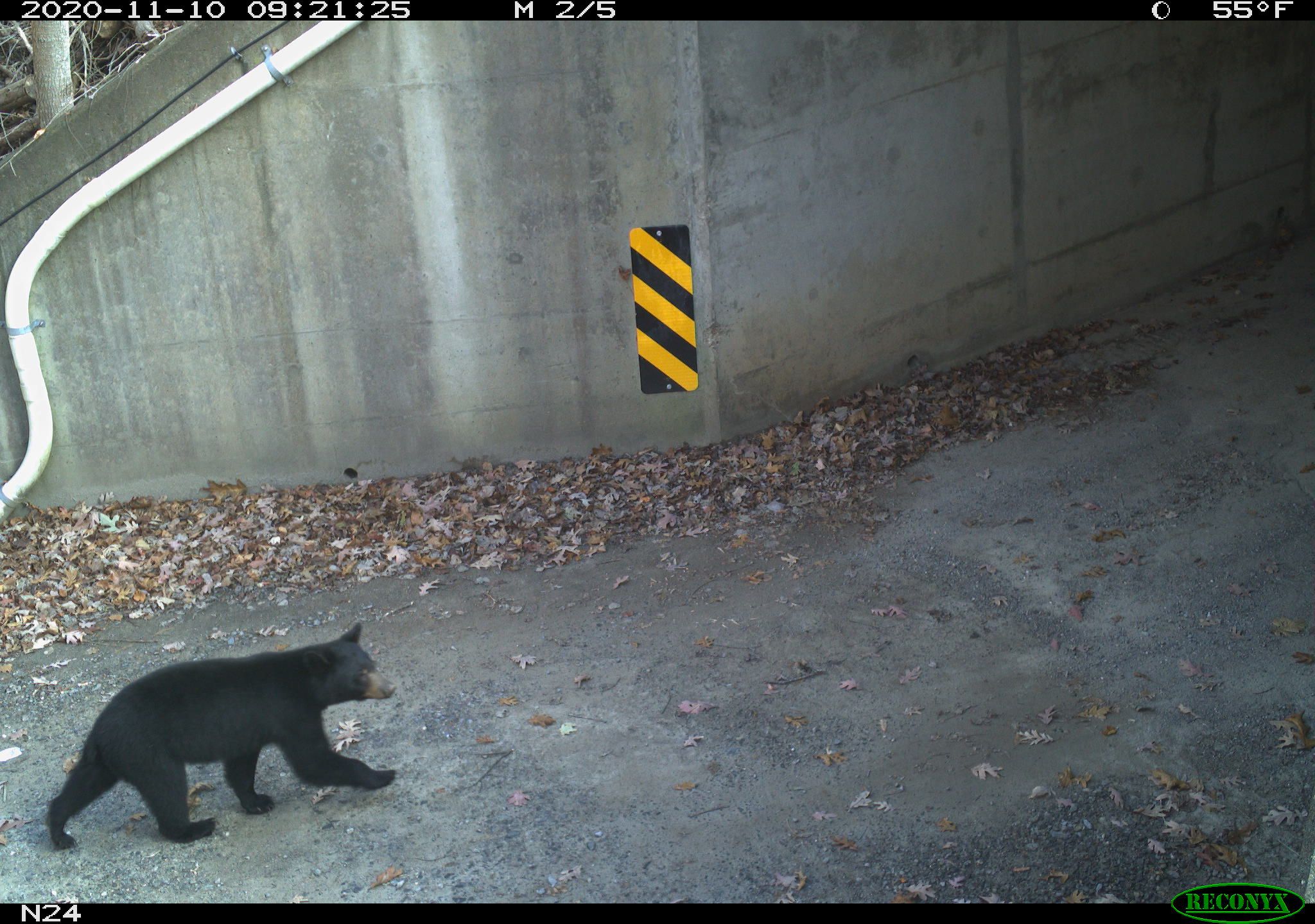 A bear walks toward a highway underpass