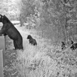 bears at guardrail