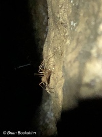 tiny light-brown spider on similarly colored rock
