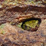 A green salamander peeks its head outside its rocky winter retreat.
