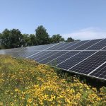 This Sun Tribe Solar project utilizes native plantings, which provide pollinator habitat and reduce erosion. By creating a cooler microclimate, native plantings can even increase the efficiency of the panels! Photo by Sun Tribe Solar