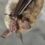 bat head and wings