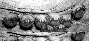 Hibernating little brown bats showing signs of white nose syndrome. Photo by Nancy Heaslip, New York Department of Environmental Conservation, provided by the U.S Fish and Wildlife Service.