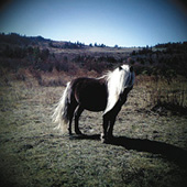 A wild pony of Grayson Highlands. Photo by Katie Boyette