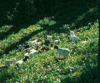 Goats have been used to graze as small a plot as 12 by 60 foot backyards and as large as 20,000 acres. Photo courtesy of Brian Knox.