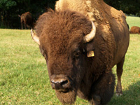 Jerry Nelon currently has about 70 head of free-roaming bison on his farm in Polk Country, N.C. Photo by Robin Nelon