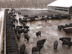A Cafo, or concentrated animal feeding operation.