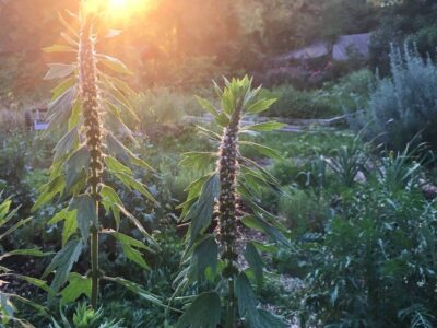 Motherwort