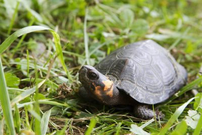 Bog Turtle