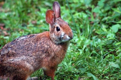 Appalachian cottontail