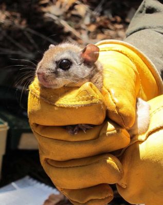 Carolina Flying Squirrel