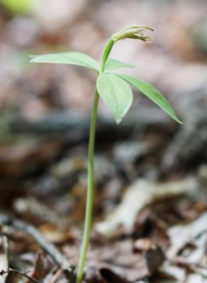 Small-whorled Pogonia