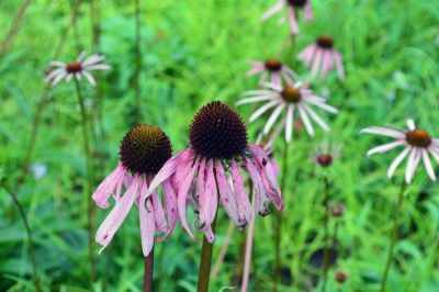 smooth purple coneflower