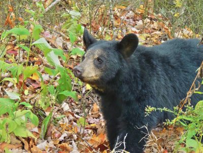 American Black Bear