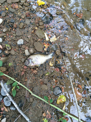 Dead fish in the Clover Fork River. Photo: Alex DeSha, Sierra Club