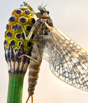The Rhithrogena germanica subspecies of mayfly