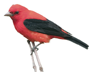 Details about   METAL FRIDGE MAGNET Male Red Tanager In Birdbath Bird Birds 