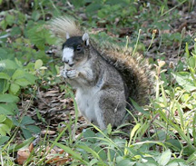 Fox Squirrels Making A Comeback In N C Appalachian Voices