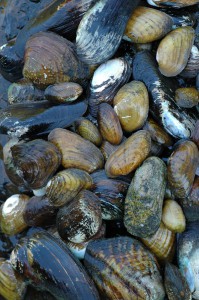 Flexing our mussels: The inland mussel species of Appalachia are unmatched around the world, with the Tennessee River basin alone containing more varieties than China and Europe combined.  Photo courtesy of Aquatic Wildlife Conservation Center