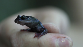 The South Mountain gray-cheeked salamander is a Globally Critically Imperiled species found in Box Creek Wilderness and is one of several local species which occur nowhere else in the world. Photo Courtesy of Foothills Conservancy of North Carolina