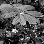 Large leaves of the mayapple shelter a single white blossom, which later yields the plant’s fruit. Photo by Rick Mark