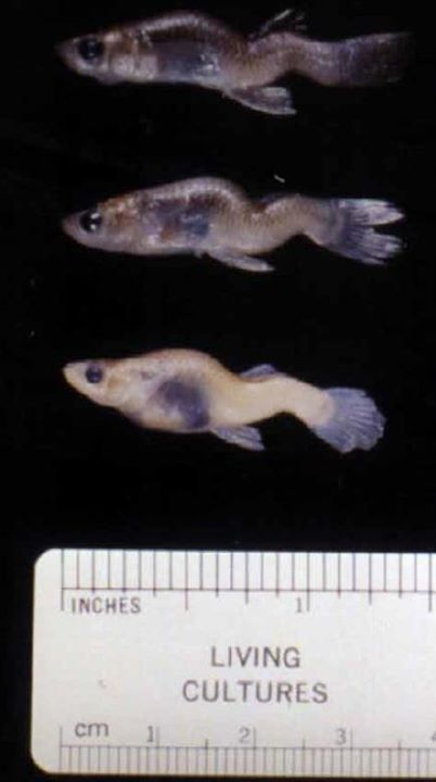 Selenium has caused grotesque deformities from s-curved spines and double-headed larvae to fish with both eyes on the same side of their heads. These fish (above) were caught at Belews Lake, N.C., which is adjacent to a Duke Energy coal-fired power plant. Photo by Dr. Dennis Lemly
