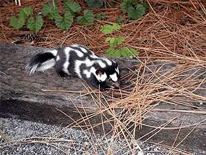 Several biomass facilities, including the Virginia City Hybrid Energy Center, source wood waste from Appalachia. If the work is done unsustainably, water quality and species such as the eastern spotted skunk will suffer. Photo credit: National Park Service, used under Wikimedia Commons