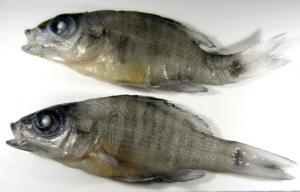 Bluegill from Lake Sutton with a deformed spine (top) compared to a normal bluegill (bottom). Photo courtesy SELC