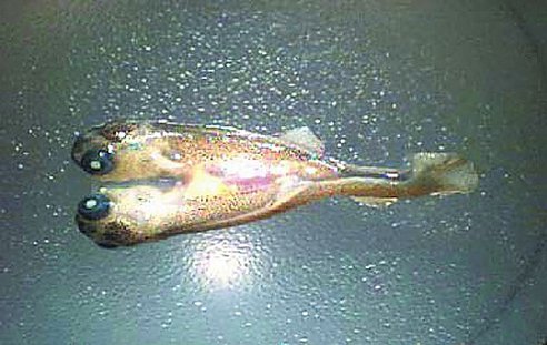 A two-headed trout deformed by selenium pollution. Photo by U.S. Fish and Wildlife Service.