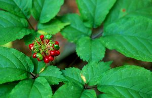 American ginseng, Panax cinquefolium, is native to the eastern and midwestern United States. Photo by Eric Burkhart