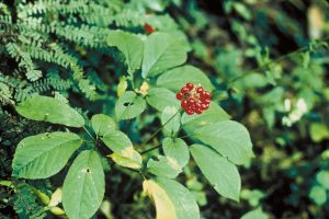 The cultivation of ginseng, a medicinal plant native to Appalachia, 