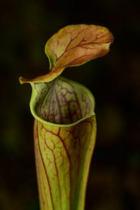 Green pitcher plant. Photo by Brad Lackey